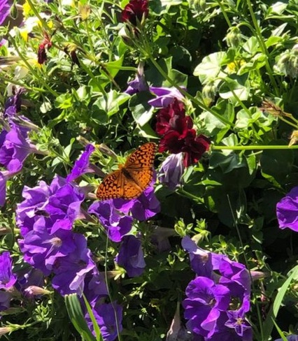 Backyard butterfly Dundas, ON