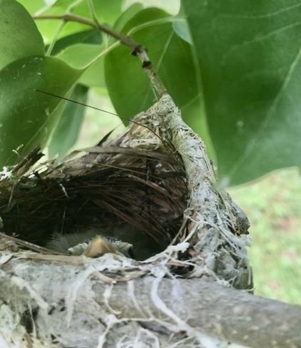 New born peeping through nest! Sherbrooke, Quebec, CA