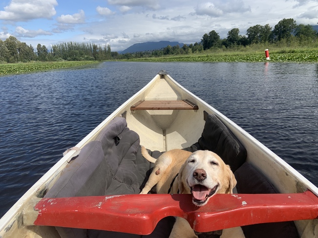 Canadian Canoe Burnaby Lake, Burnaby, BC