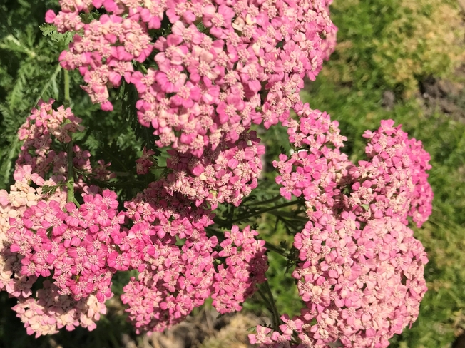 Pink Petite Fleurs Toronto, Ontario, CA