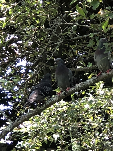 3 Birds perched in a tree Truro, Nova Scotia, CA