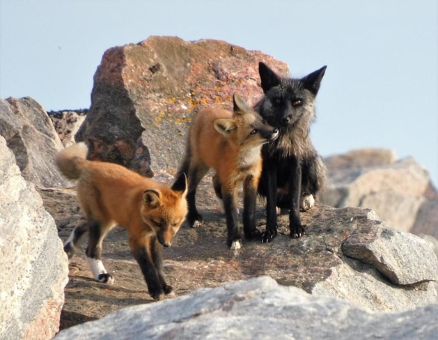 Baby foxes Kegaska, QC
