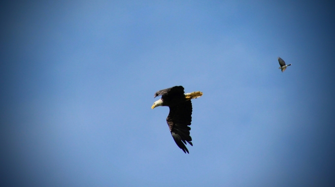 Hawk chasing Bald Eagle La Conception, Quebec, CA