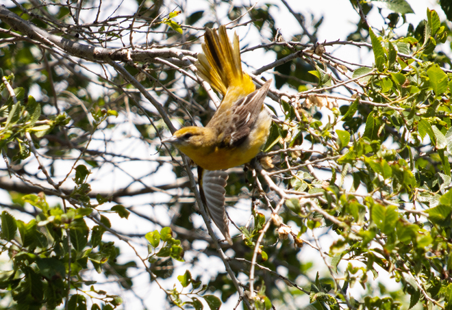 Yellow Warbler Etobicoke, ON