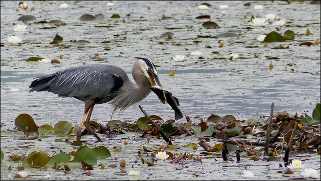 Heron lunch, Elliot Lake. Elliot Lake, ON