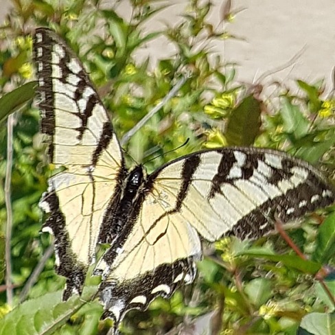 Papillion tigre Saint-Michel-des-Saints, QC