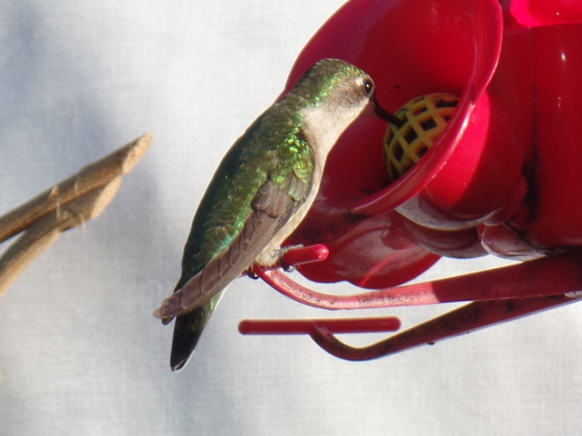 Hungry Hummingbird LaVallee Rd. North Devlin,ON