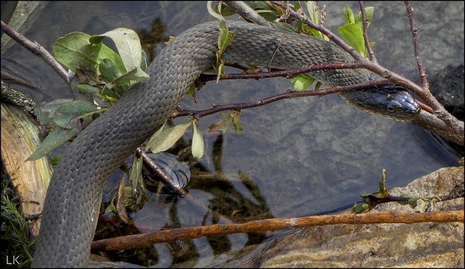 Water snake, Elliot Lake. Elliot Lake, ON
