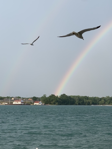 Two Seagulls and two Rainbows Niagara-on-the-Lake, Ontario, CA