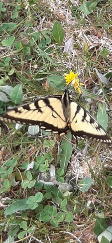 Monarch Butterfly Saint-Louis de Kent, NB