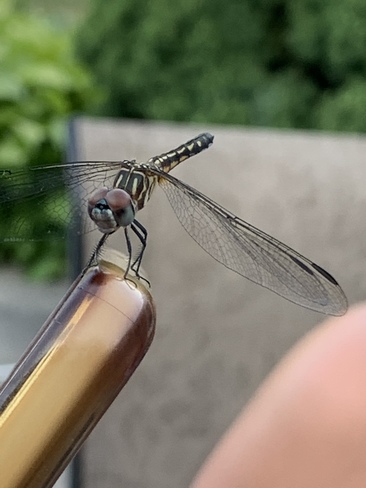 Dragonfly Amherstburg, ON