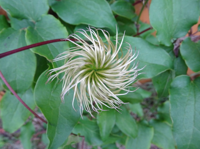 Clematis After It Blooms Seedhead Sudbury, ON