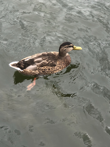 Pier 4 duck Hamilton, Ontario, CA