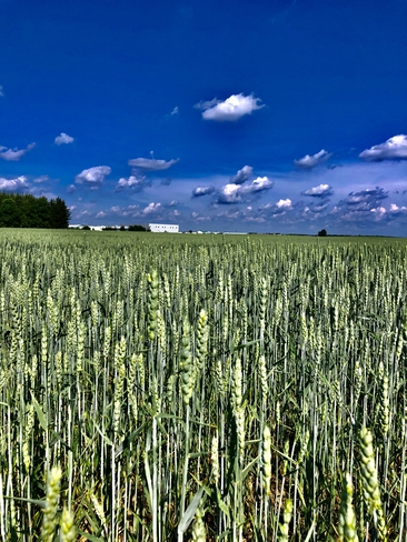 champ de blé Pintendre, Québec, CA