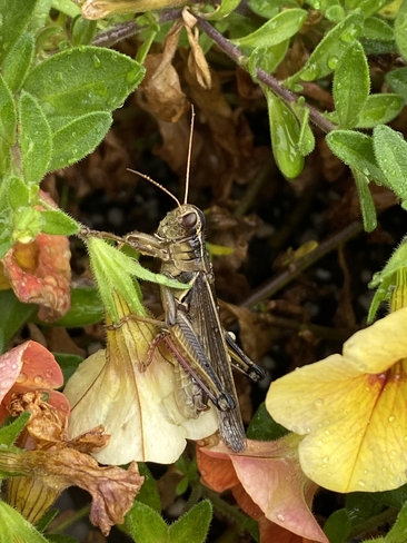 Grasshopper Closeup Whitchurch-Stouffville, Ontario, CA