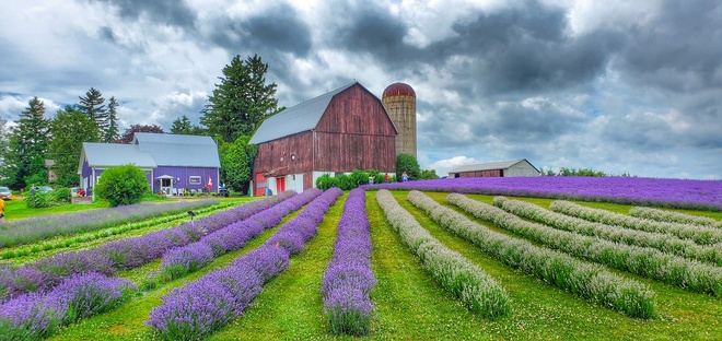 Lavender Barn Waterford, ON