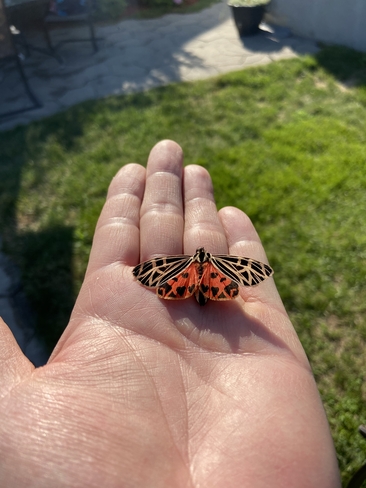 papillon Lachenaie, Québec | J6W 6K6