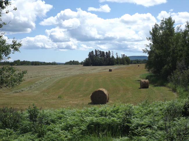 BAILING HAY TIME 4779 Oliver Rd, Murillo, ON P0T 2G0, Canada