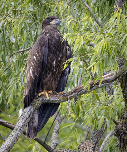 Immature eagle Mountsberg Conservation Area, Milburough Line, Campbellville, ON