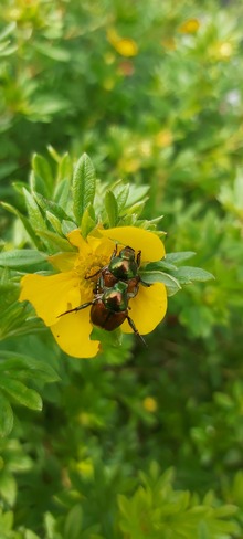 scarabée japonais Laval, QC
