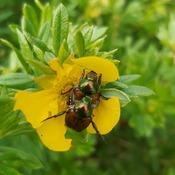 scarabée japonais