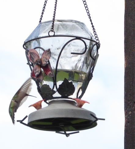 colibri en estrie