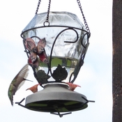 colibri en estrie