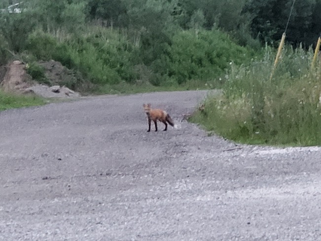 Fox Standing on the Driveway Sydney, NS