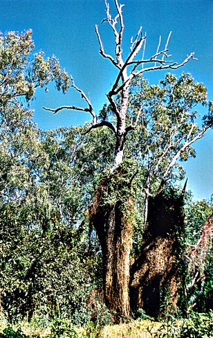 Common Sight in NE Queensland Australia Queensland, Australia