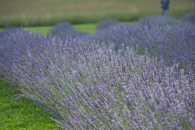 Lavender fields 7414 QC-247, Ogden, QC J0B, Canada