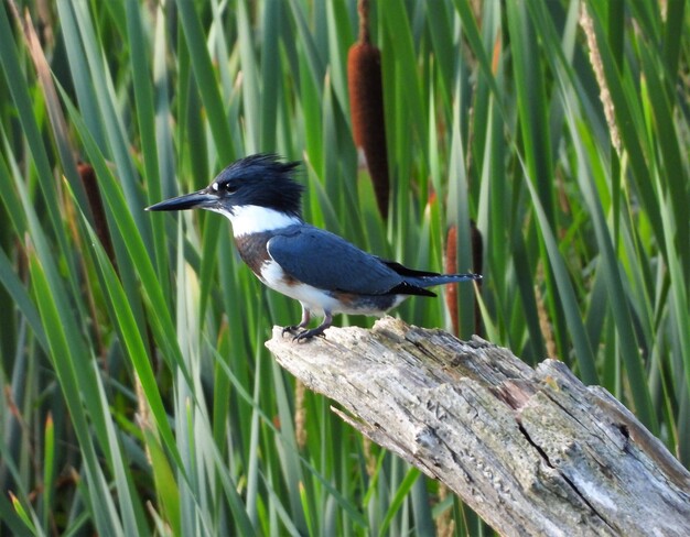 Belted Kingfisher London, ON