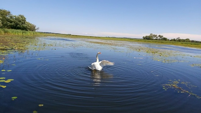 Swan Posing In Lake Ont Brighton, ON