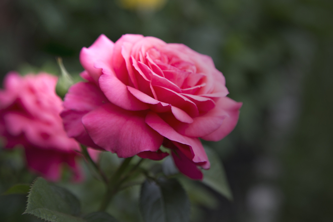 My Rose Garden Mississauga, ON