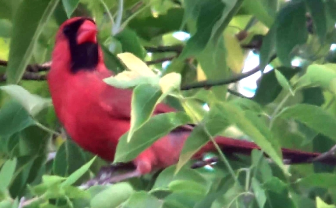 Cardinal rouge Terrebonne, QC
