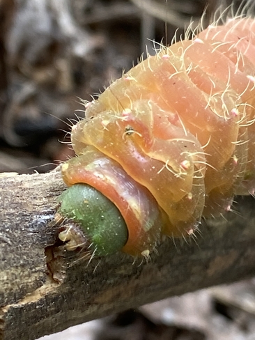 Luna moth caterpillar (I think) Gogama, Ontario, CA