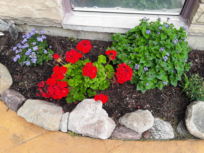 My flowers are smiling after yesterday's rain, August 4th, 2020 Centennial Scarborough, ON