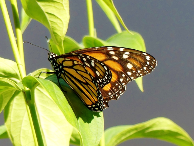 Monarchs coming through Gloucester, Ottawa, ON
