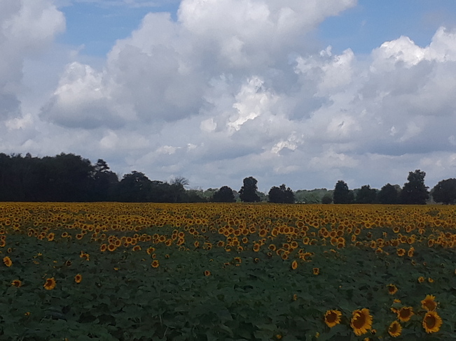 sunflowers Brantford, ON