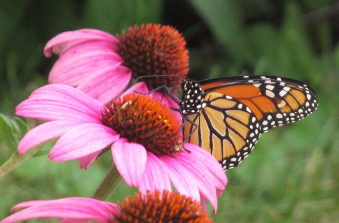 Monarch Butterfly Kanata, Ottawa, ON