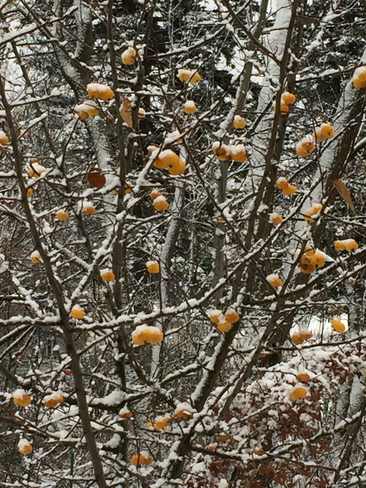 Pomme gelée Charlesbourg, Québec | G1G 1K8