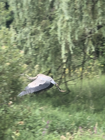 Massive Heron Mississauga, Ontario | L5N 6E7