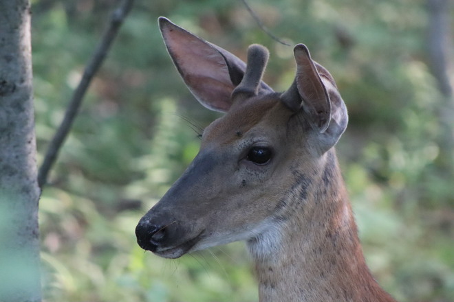 Deer Westport, ON