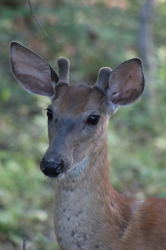 Deer Westport, ON