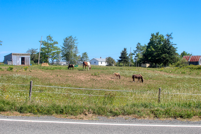 Even the horses love this weather Tatamagouche, Nova Scotia