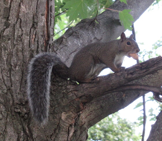 Squirrel eating a peanut Kanata, Ottawa, ON