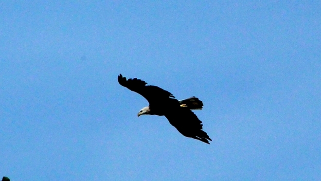 bald eagle Listowel, ON