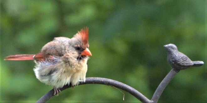 Cardinal femelle Saint-Hubert, Longueuil, QC