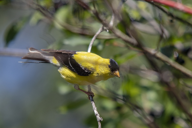 Goldfinch. Toronto Islands, Ontario