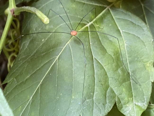 Tiny orange Spider Mississauga, Ontario, CA