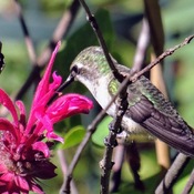 colibri et monarde